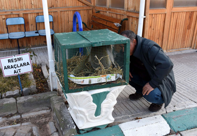 Maymun Aksaray'daki evinden kaçtı bakın nerede nasıl yakalandı - Resim: 4