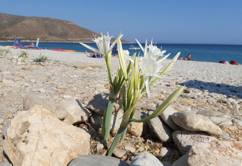 Muğla'da kum zambaklarını koparmanın cezası 73 bin 747 TL - Resim: 3