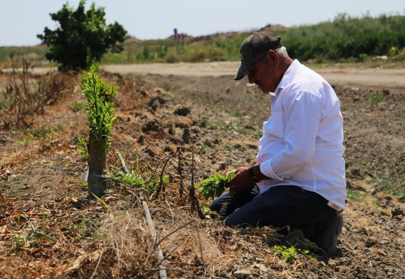 Adana'da narenciye bahçesine giren adam şok oldu! 'Milli servet'i baltayla kestiler - Resim: 4