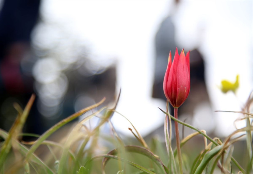 Türkiye'de ender görülüyor koparmanın cezası 60 bin lira - Resim: 2