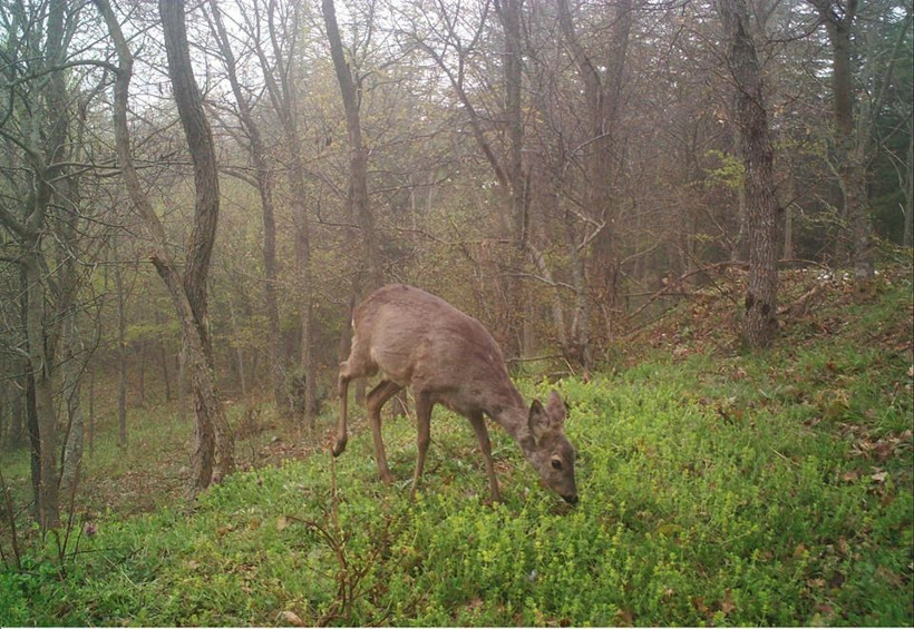 Tekirdağ'da yaban hayatı fotokapana yansıdı - Resim: 1