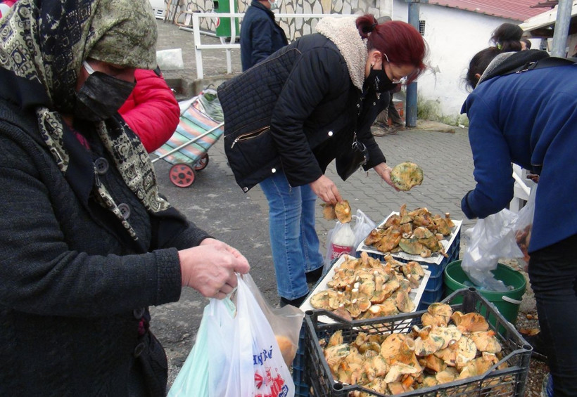 Fiyatını duyan ormana koştu! Muğla'da toplayanlar paraya para demiyor - Resim: 4