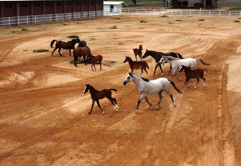 Bu atların hepsi şampiyon adayı - Resim: 4