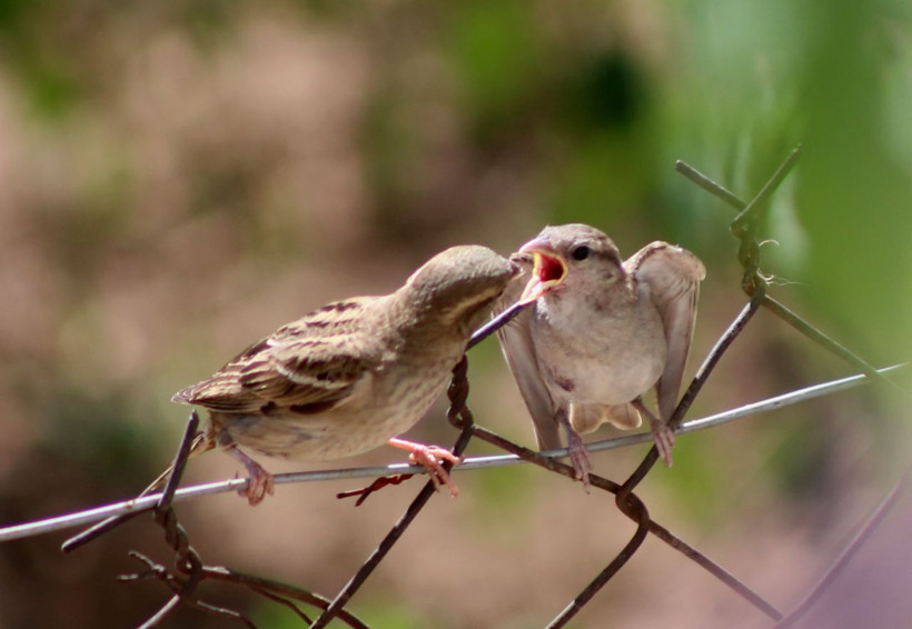 Anne serçenin yavrusunu beslediği görüntüler yürekleri ısıttı - Resim: 4