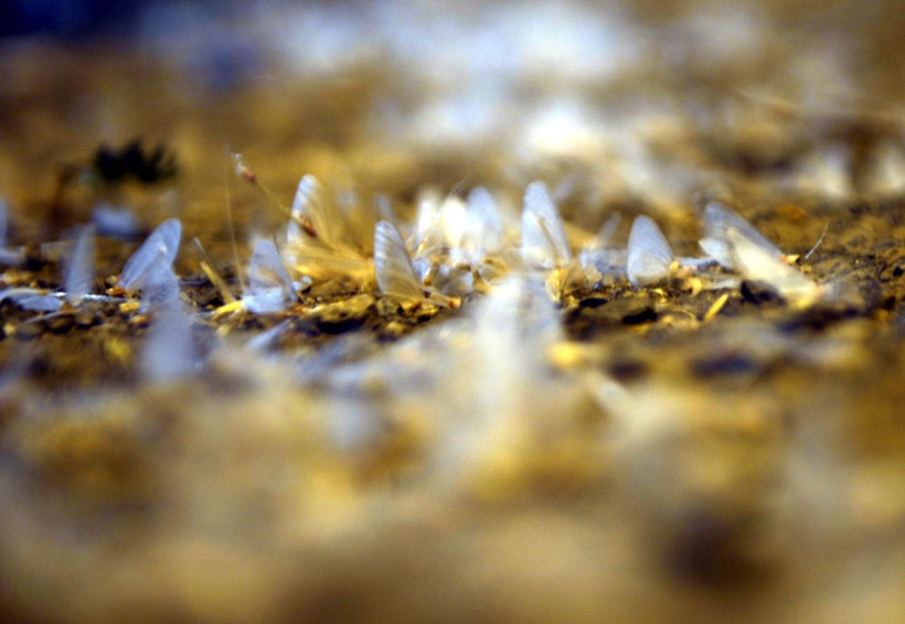 Ardahan'da ölüm uçuşu gören herkesi şaşırtıyor - Resim: 2