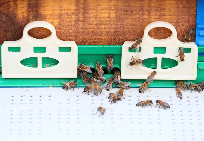 Memurluğu bırakıp bu işe başladı! Yılda 7 bin tane üretip tanesini 100 liradan satıyor - Resim: 3