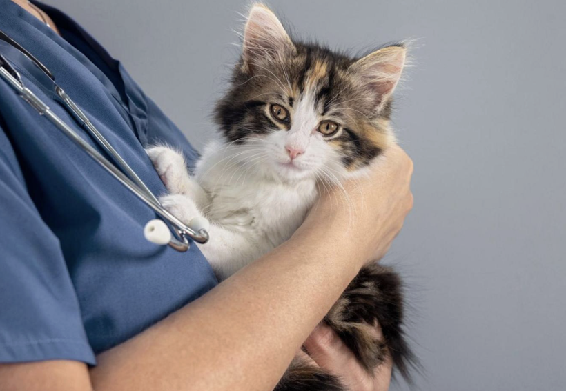 Kanser tedavisinde çığır açacak yöntem! Kediler ile bakın ne yapılıyor... - Resim: 3
