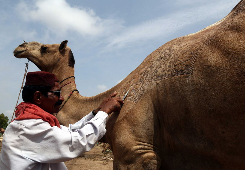 Pakistan’da develer kurban için görücüye çıktı - Resim: 1