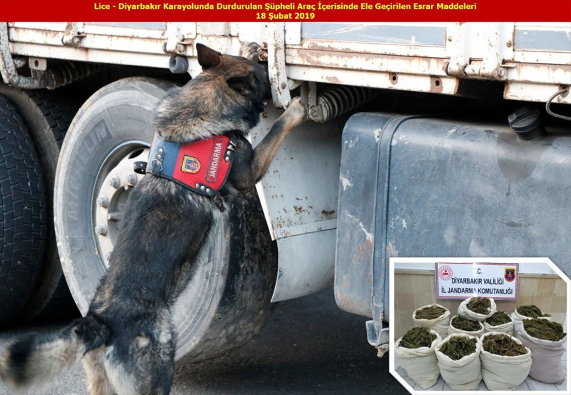 Diyarbakır’da terörün finans kaynağına büyük darbe! 15 milyon kök Hint keneviri 9 ton esrar - Resim: 1