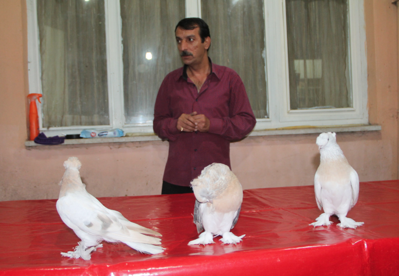 Güvercin fiyatlarını duyanların ağzı açık kalıyor Amasya'da araba fiyatına satılıyor - Resim: 2