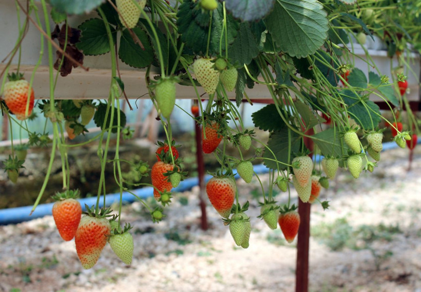 Hatay'da topraksız çilek üretiyor! Yılda ortalama 300 bin lira kazanıyor - Resim: 4