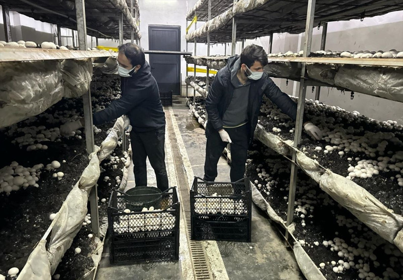 Boşluğu tespit edince bu işe başladı ihya oldu! 24 yıllık mimar yılda 60 ton mantar üretip satıyor - Resim: 1