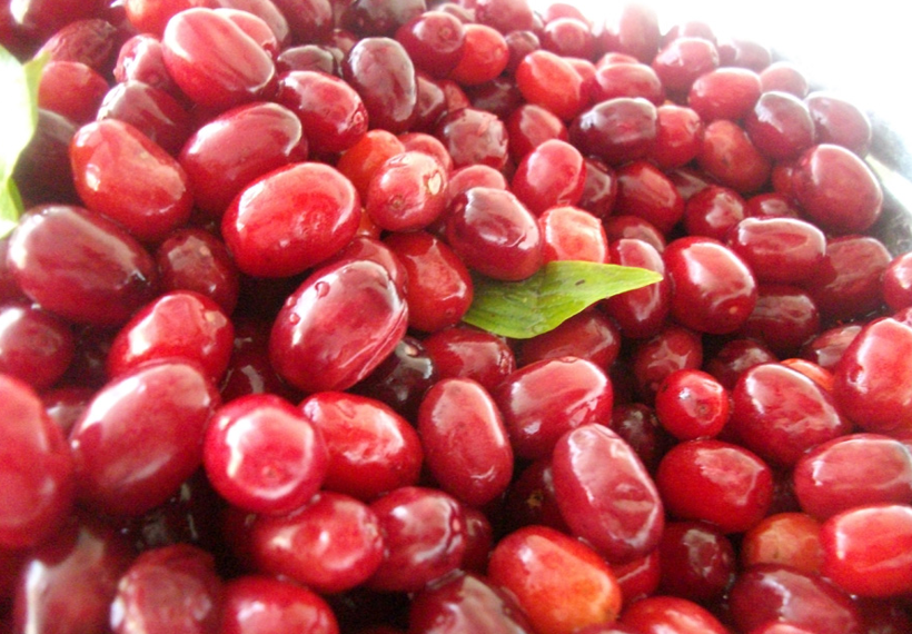 Hangi bitki hangi hastalığa iyi geliyor? - Resim: 3