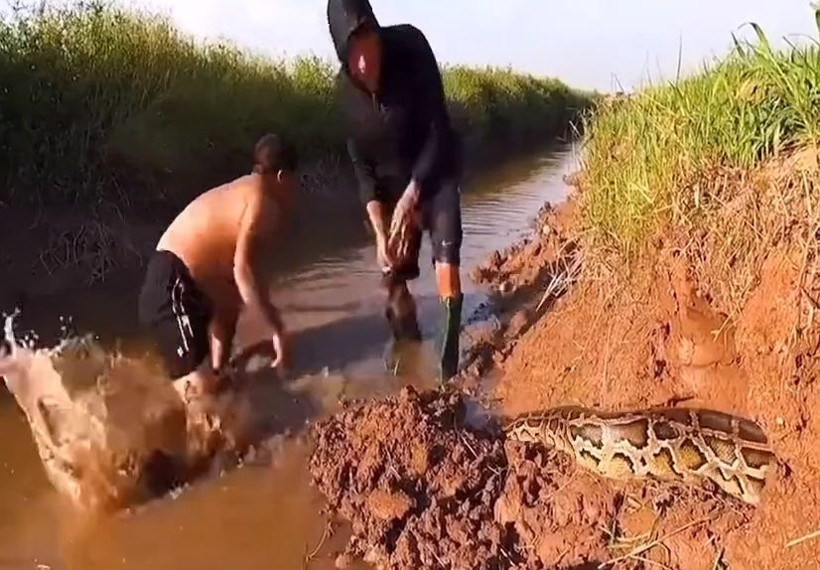 Yılanı gören adam olduğu yerde bayıldı! Sonrası korkunç! - Resim: 3