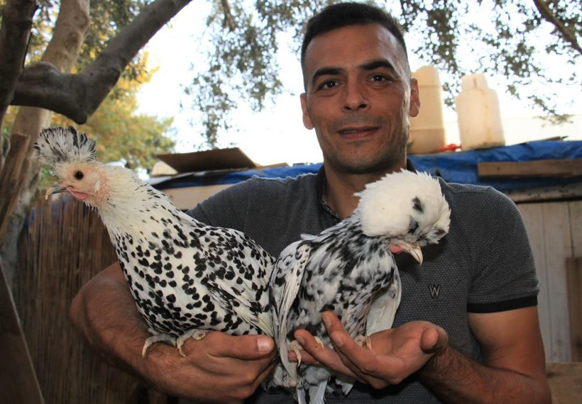 Hobi olarak başladı şimdi paraya para demiyor! Bu tavuklar resmen altın yumurtluyor! - Resim: 1