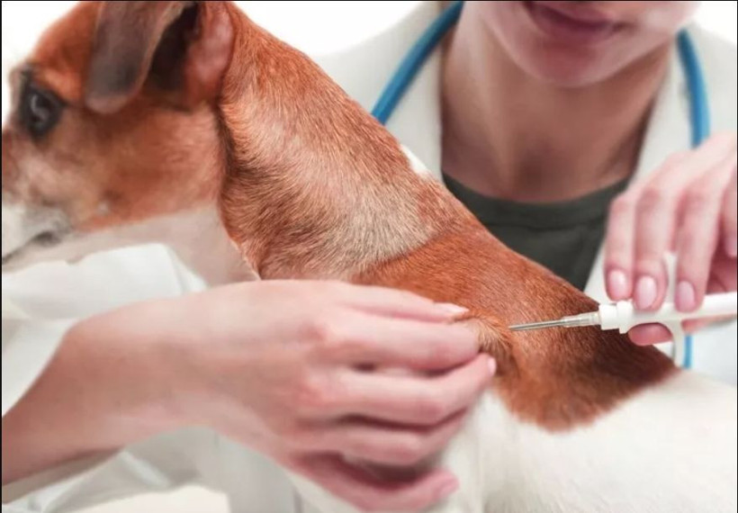 Evcil hayvanı olanlar dikkat! Son tarih 31 Aralık: Para cezası var - Resim: 1