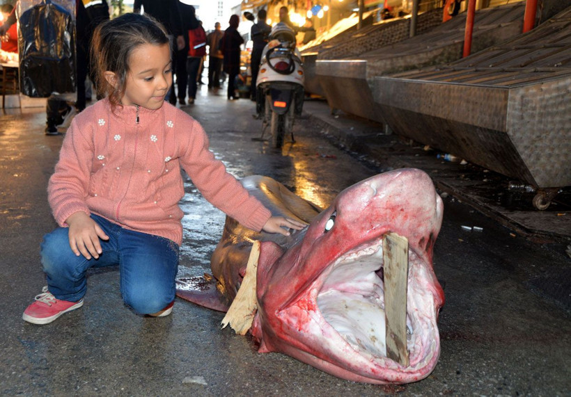 Mersin'de yakalandı görenler telefona sarıldı! Taleplere yetişemiyorlar - Resim: 2