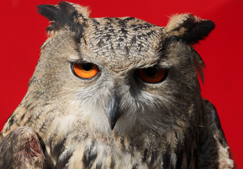 Sivas'ta devasa baykuş eve gizlice girdi çıkarılınca ilgi odağı oldu - Resim: 2