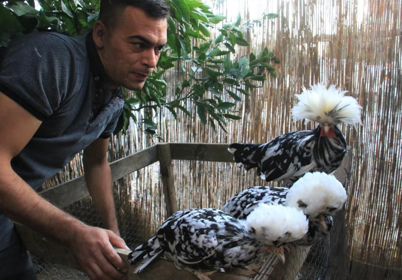 Hobi olarak başladı şimdi paraya para demiyor! Bu tavuklar resmen altın yumurtluyor! - Resim: 4