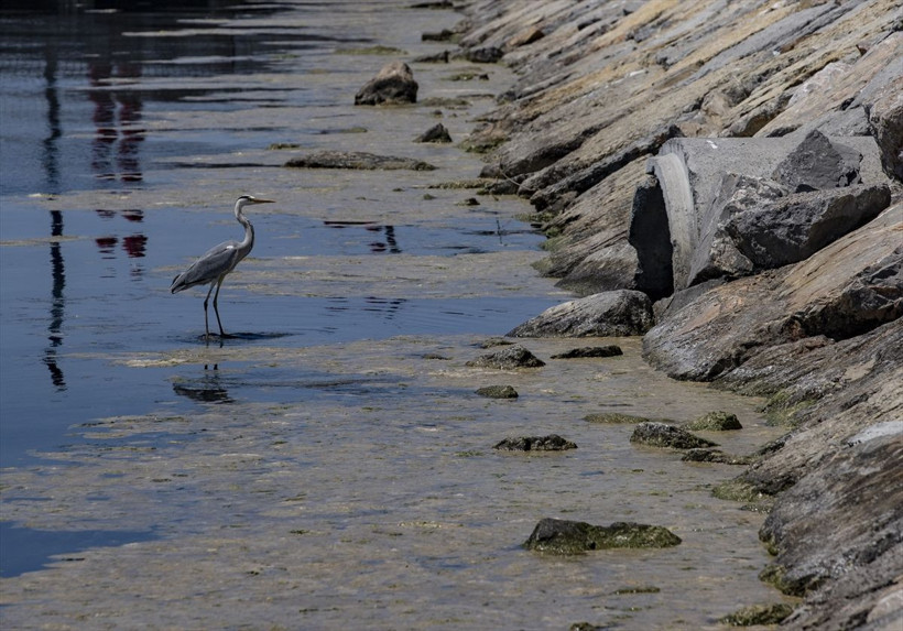Marmara Denizi'nin dibi de salya ile kaplanmaya başlandı - Resim: 4