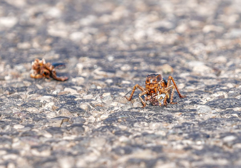 Şırnak'ta görüntülenen "yamyam tombul çekirge" incelemeye alındı - Resim: 3
