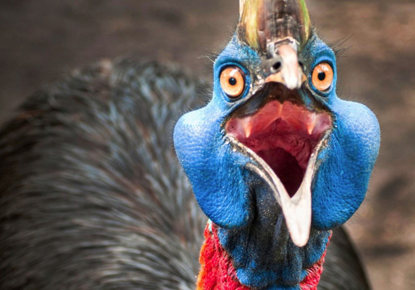 Rekorlar kitabına girdi! Bu kuş bir tabur askeri öldürdü - Resim: 4