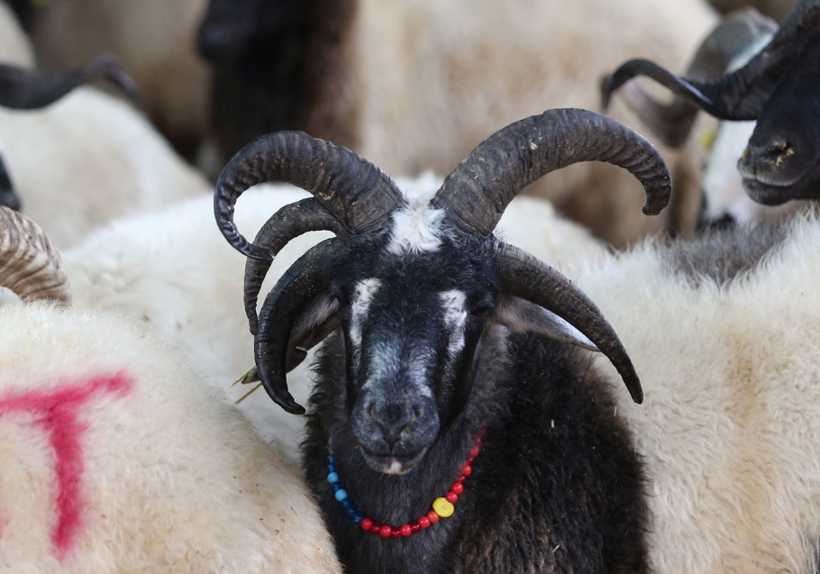 Kurbanlık almaya gidenler gözlerine inanamadı tam beş boynuzu bulunuyor - Resim: 4