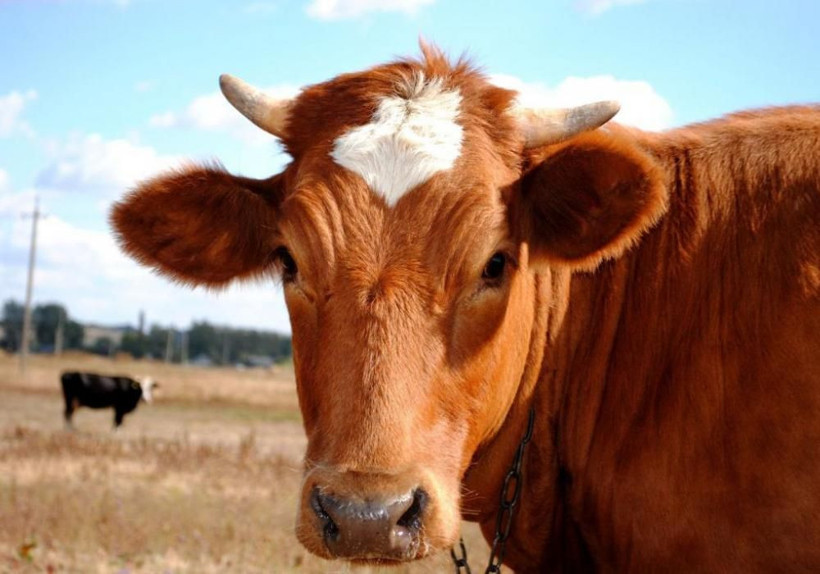 A101 kurbanlık fiyatları 2020 kaç para küçükbaş/büyükbaş hisse fiyatları - Resim: 4