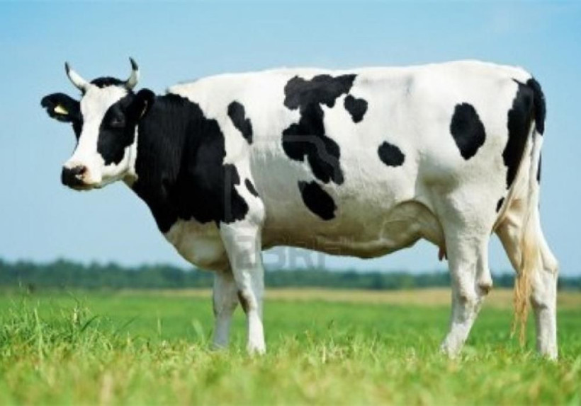 Carrefour kurbanlık fiyatları 2020 kaç para oldu nasıl sipariş verilir? - Resim: 1