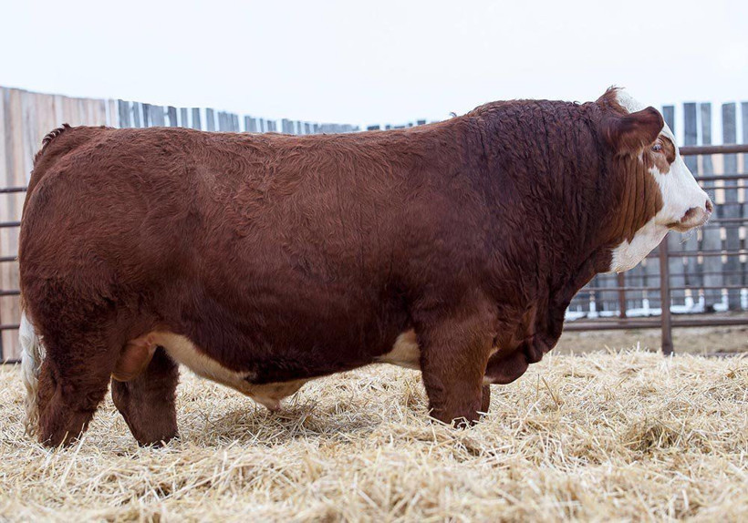 Carrefour kurbanlık fiyatları 2020 kaç para oldu nasıl sipariş verilir? - Resim: 4