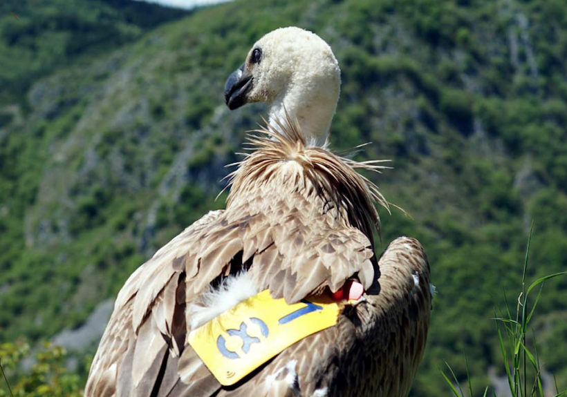 Şanlıurfa'da bitkin düşmüştü! Nesli tükenmekte olan akbaba evine geri döndü - Resim: 1