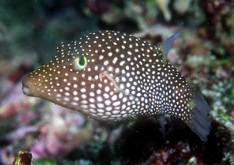 Zehri tedavi ediyor eti öldürüyor - Resim: 1
