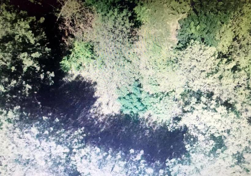 Ormandaki Hint keneviri tarlaları imha edildi - Resim: 2