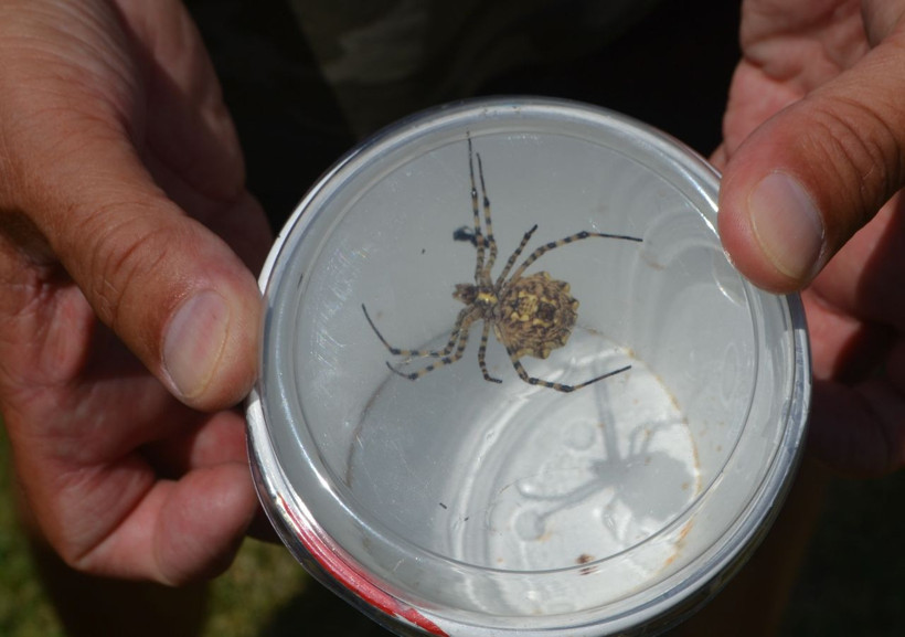 Ayvalık'ta tüyler ürperten görüntüler! Dünyanın en zehirli örümcek türlerinden birisi yakalandı - Resim: 4