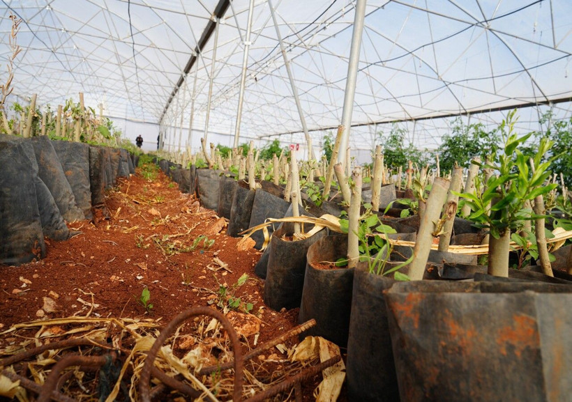 Bahçesine kendi imkanları ile sera kurdu, siparişlere yetişemiyor - Resim: 4