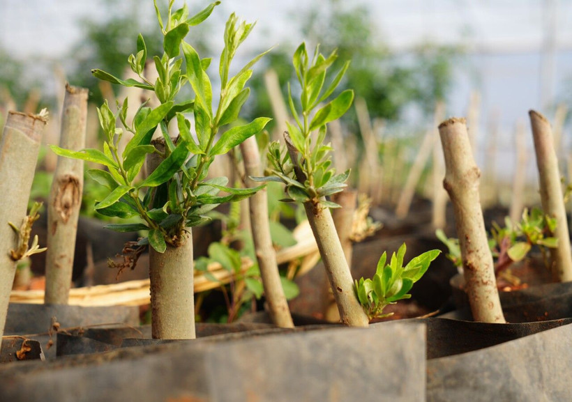 Bahçesine kendi imkanları ile sera kurdu, siparişlere yetişemiyor - Resim: 2