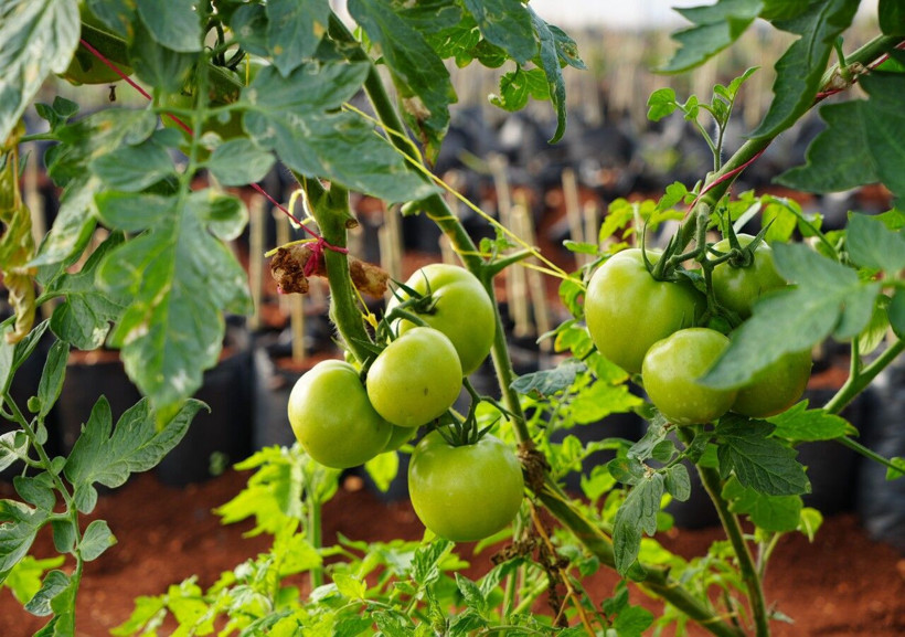 Bahçesine kendi imkanları ile sera kurdu, siparişlere yetişemiyor - Resim: 1