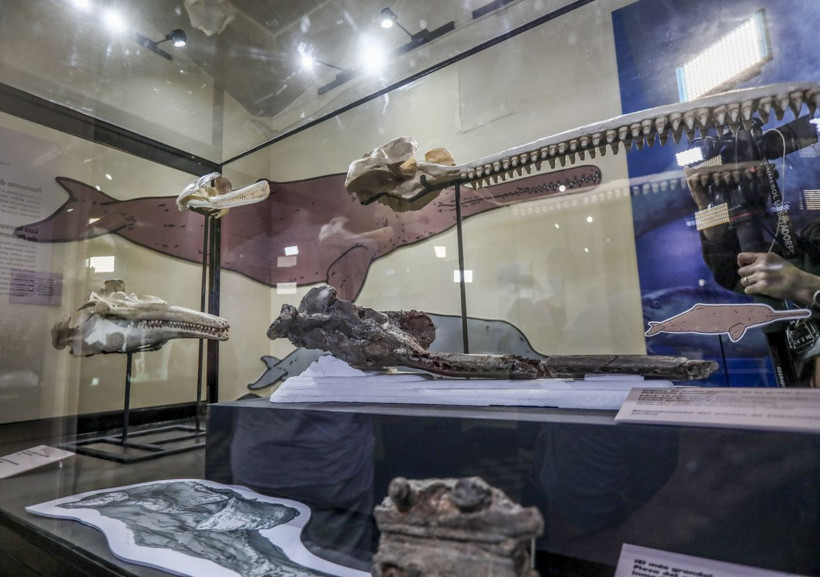 Peru Amazon'unda antik dev nehir yunusu türü keşfedildi - Resim: 3