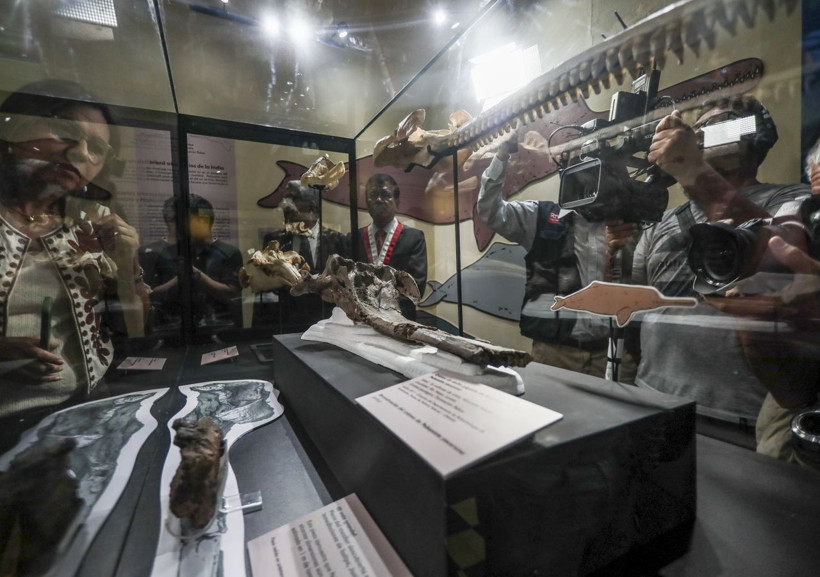 Peru Amazon'unda antik dev nehir yunusu türü keşfedildi - Resim: 2