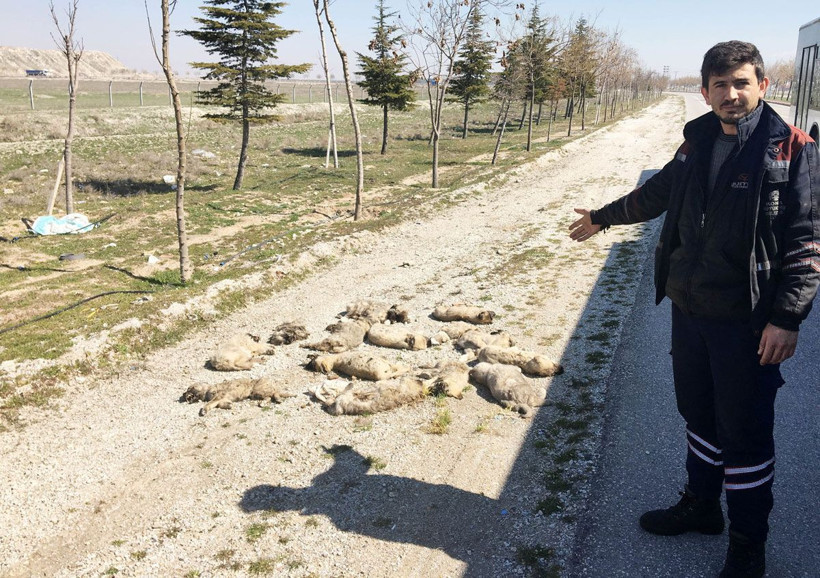 Yol kenarında buldu hemen yetkililere haber verdi: Bu tam bir vahşet - Resim: 4