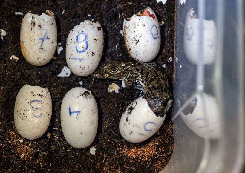 Tuzla Viaport Marina'da 9 Nil timsahı dünyaya merhaba dedi - Resim: 4