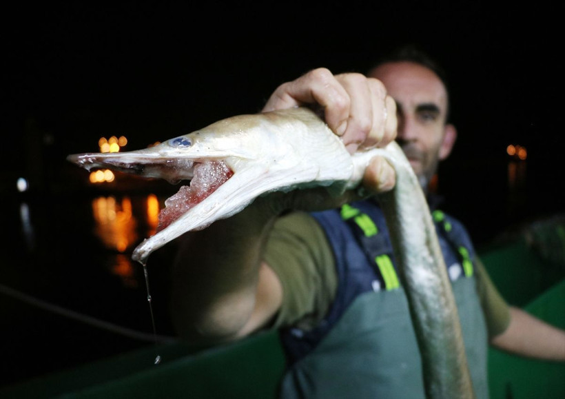 Çanakkale'de balıkçılar türüne ender rastlanan 'dikenli yılan balığı' yakaladı - Resim: 3
