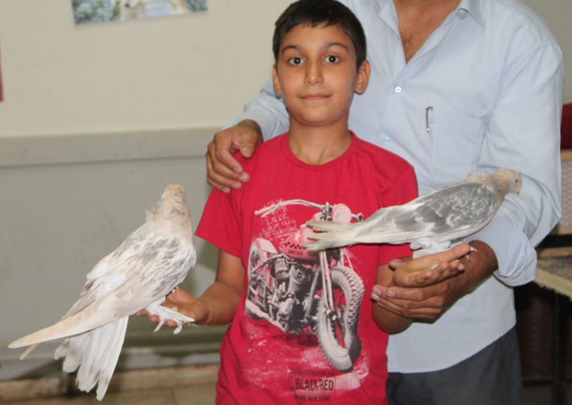 Güvercin fiyatlarını duyanların ağzı açık kalıyor Amasya'da araba fiyatına satılıyor - Resim: 3