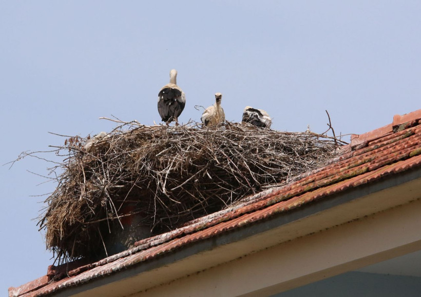 Bu evi gören durup fotoğraf çekiyor Samsun'da leylekler koloni kurdu - Resim: 1