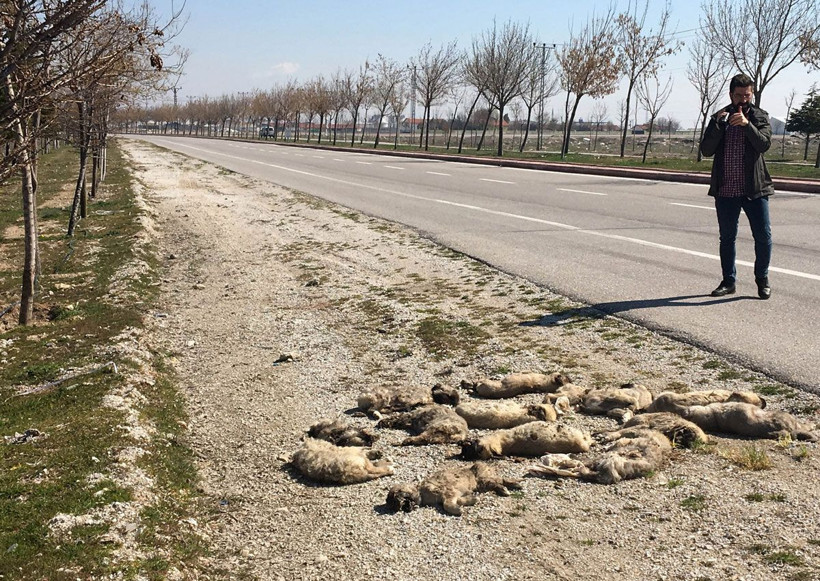 Yol kenarında buldu hemen yetkililere haber verdi: Bu tam bir vahşet - Resim: 2