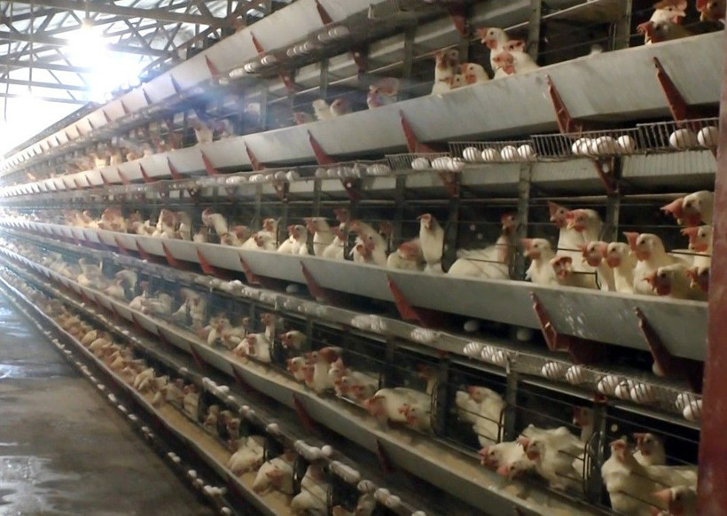 Tavuklara her sabah düzenli dinletiyor günde 150 koli yumurta alıyor! - Resim: 1