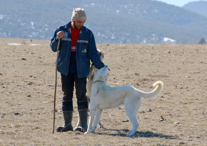 Eskişehir'de avukat oldu ama mutlu olamadı! Çobanlığı seçti huzuru buldu - Resim: 1