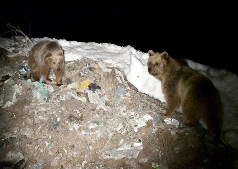 Sarıkamış'da sıra dışı görüntü 4 aylık uyku sonrası orada görüldüler - Resim: 4