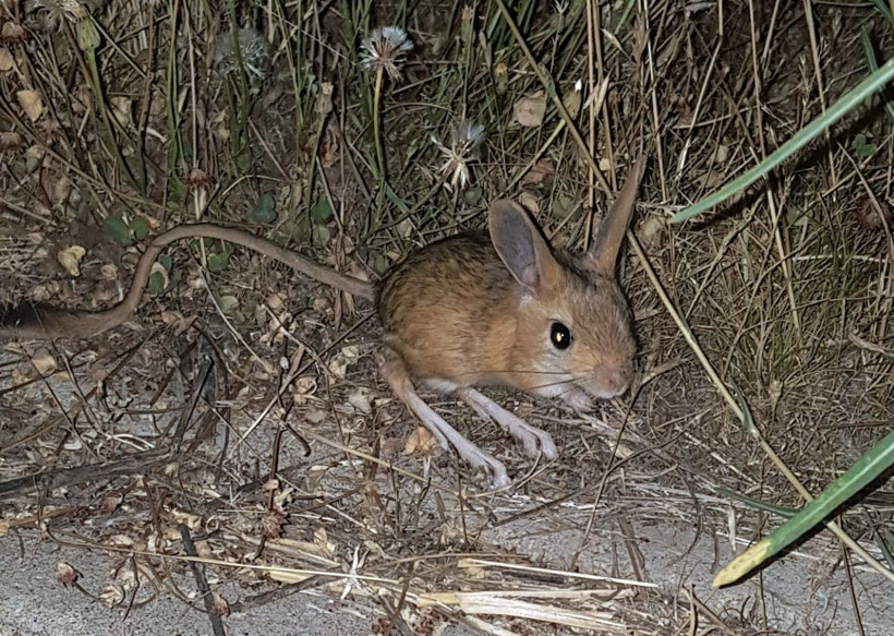 Nesli tükenmek üzereydi Bitlis'te böyle görüntülendi! - Resim: 3