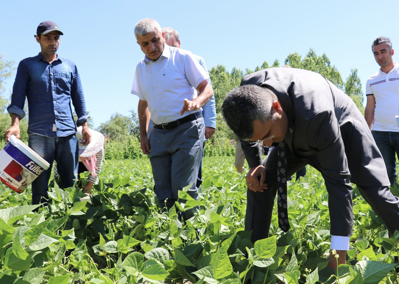 Van Gevaş'ta 15 bin ton üretiliyor! Doğu illerinden bu fasulyeye rağbet çok - Resim: 2